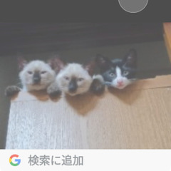 子猫譲ります