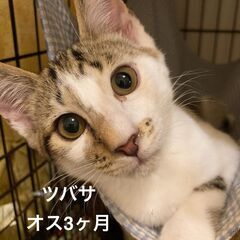 7/28　譲渡会　in川崎市動物愛護センター　子猫から大人猫まで...