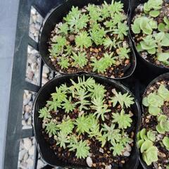 セダム　多肉植物