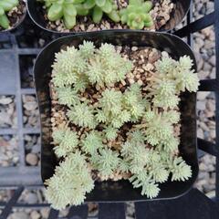 斑入セダム