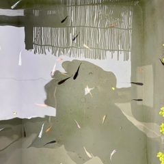 めだか〜小学生以下のお子様、幼稚園保育園、施設等で育ててみたい方の画像