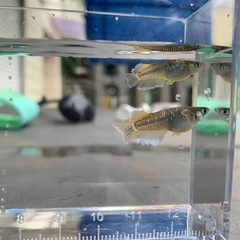 《取引中》メダカ　フロマージュ若魚