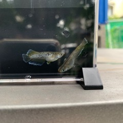 《取引中》メダカ　フロマージュ若魚の画像