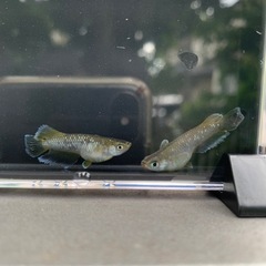 《取引中》メダカ　フロマージュ若魚の画像