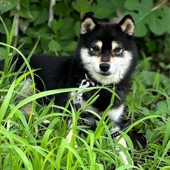 8/3(土)犬連れディナーに行きませんか？
