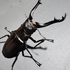 ギラファノコギリクワガタ　♂単品　フローレス産の画像