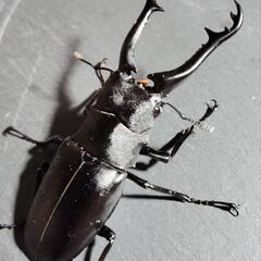ギラファノコギリクワガタ　♂単品　フローレス産の画像
