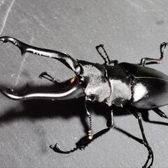 ギラファノコギリクワガタ　♂単品　フローレス産