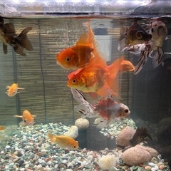 金魚