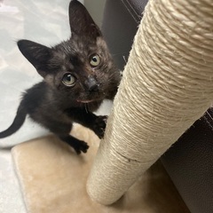 猫、里親をさがしています