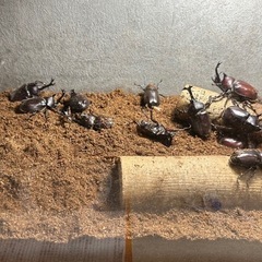⑥カブトムシ譲ります。※お子様がいる方限定の画像