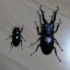 113㎜ ギラファノコギリクワガタ　ペア
