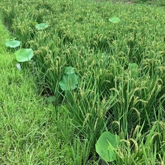 農作業でのお困り事