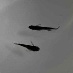 「現物」　妲己　　メダカ　1ペア