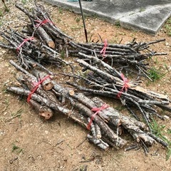 桜の木 10万→値下げ価格7万