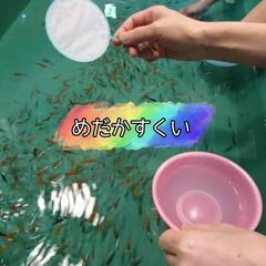 楽しい🎶メダカすくい　　東大阪　Summerイベント