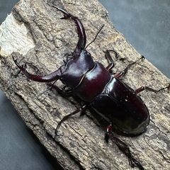 【成虫】フォルスターフタマタクワガタ 亜種キヨタミ 65mmペア