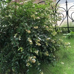 庭木　植木　植物の画像