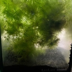 カボンバ　水草　全部での画像