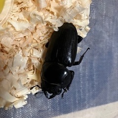 オオクワガタ。メス
