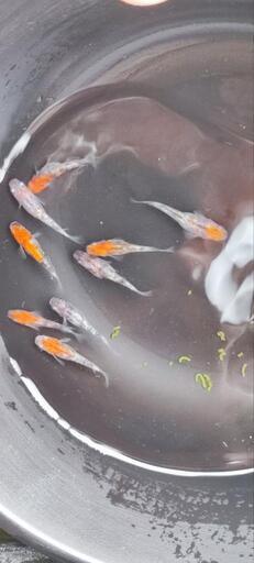 三色ラメ幹之オス1匹、メス5匹