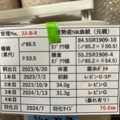 オオクワガタ　オス76mm メス48〜49mm 