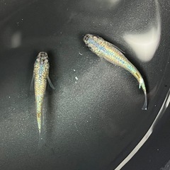 【種親候補】ネプチューン黄金type 1ペア