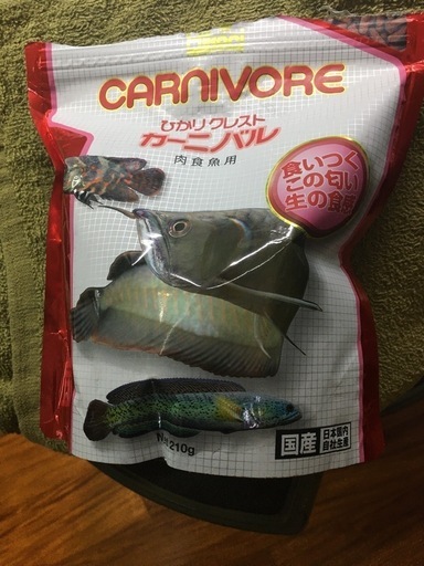 取引中！水槽関連　シルバーアロワナ25cmサイズ