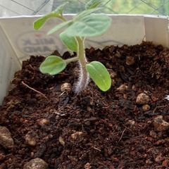 ミニトマトの芽を譲ります‼︎【6/6頃に蒔いた種】の画像