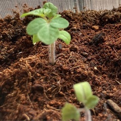 ミニトマトの芽を譲ります‼︎【6/6頃に蒔いた種】の画像