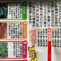 ミニトマトの芽を譲ります‼︎【6/6頃に蒔いた種】の画像