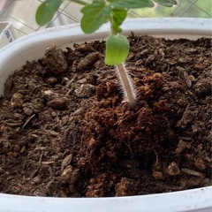 ミニトマトの芽を譲ります‼︎【6/6頃に蒔いた種】の画像