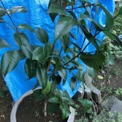 🌟山茶花（さざんか）の木、鉢付き、🌟高さ鉢底から1M50程、画像の物★積める用なお車でお願い致します、★地植えした方が大きく育ち花も早く咲きます。🌟お車での積み込みはお願い致します。★お問い合わせ前プロフィール必読ですの画像