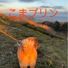 めだか無人販売    7月28日(日)
