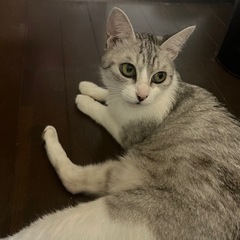 グレーの小柄な子猫　カギシッポの猫ちゃん