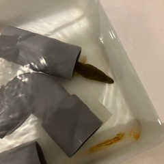 【No.004】餌付け済み！ニホンウナギの画像