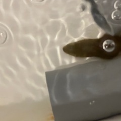 【No.004】餌付け済み！ニホンウナギの画像