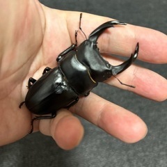 オオクワガタ　オス76mm メス48〜49mm の画像