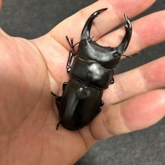 オオクワガタ　オス76mm メス48〜49mm の画像