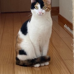 【決まりました】変わった模様の三毛猫１歳