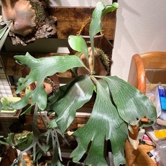 ビカクシダ ヒリー 雷神 大株