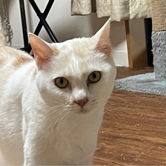 ありがとうございました。目力セクシー、控えめな大和撫子　クリーミ...