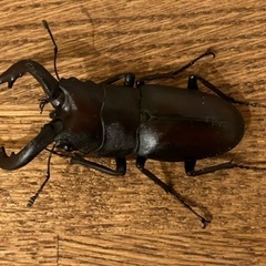カブトムシ！ノコギリクワガタ譲ります！