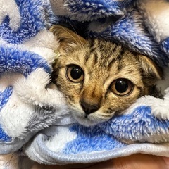 【里親様決まりました🌟】しらこちゃん🐱キジトラメス🐱