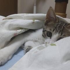 里親さんを募集しています。 − 大分県