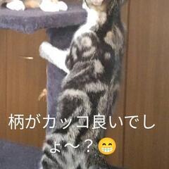 里親さんを募集しています。 - 里親募集