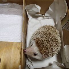 ハリネズミ雌の成体をお譲りします