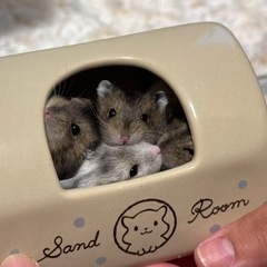 ジャンガリアン♂5匹