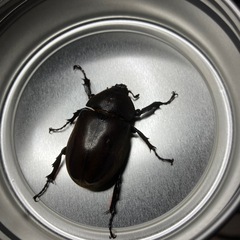カブトムシ