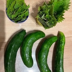大葉100枚程&きゅうり4本